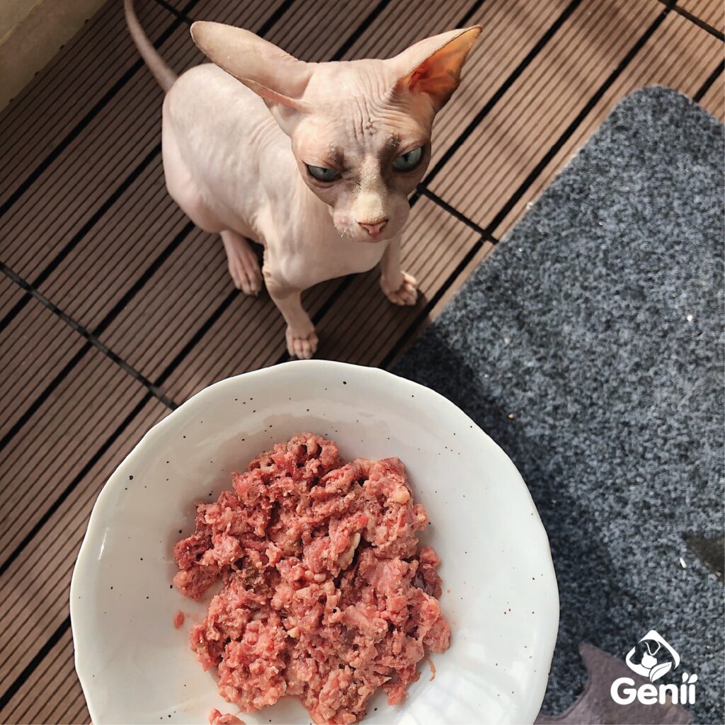 Mèo - Loài động vật ăn thịt bắt buộc