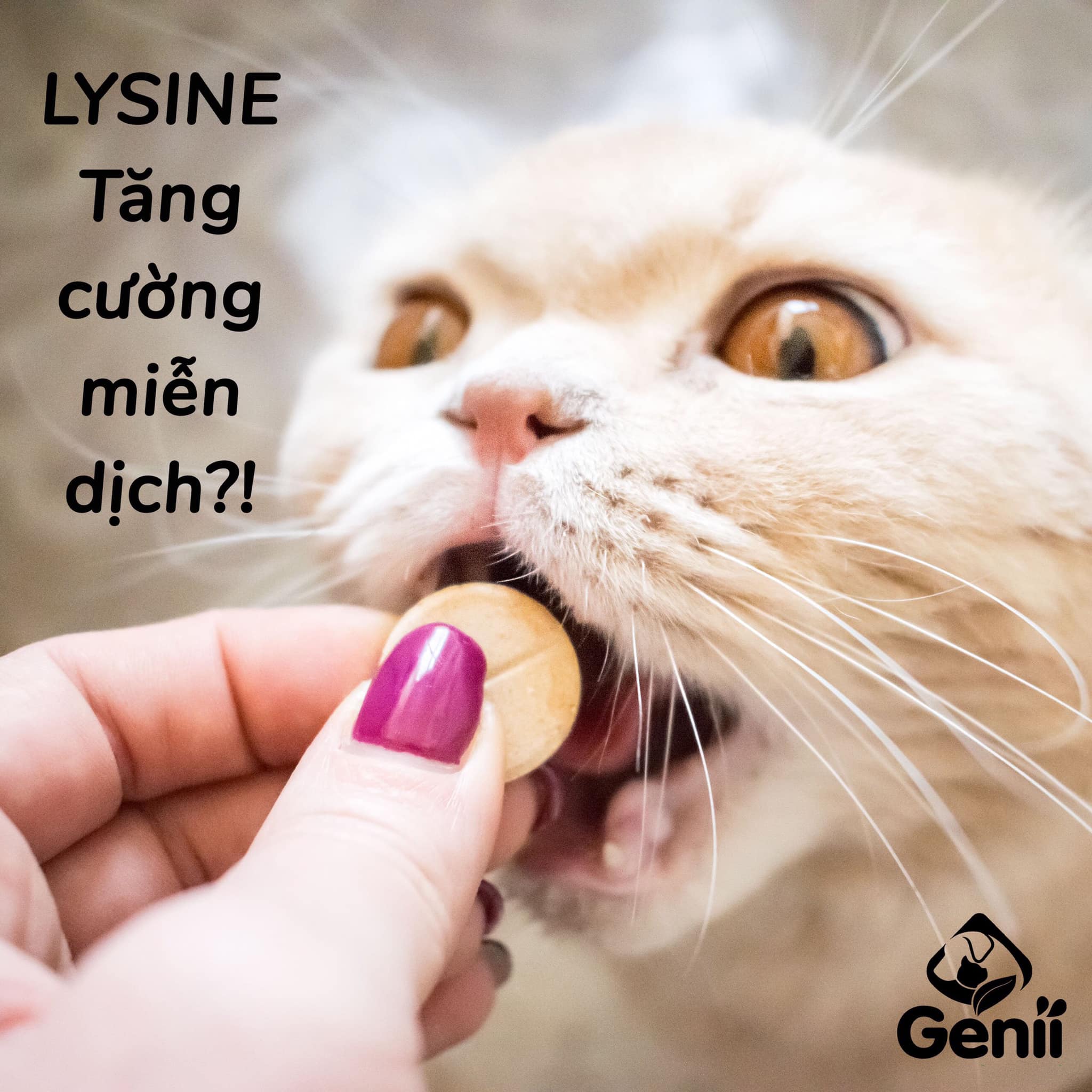 lysine cho mèo - lysine tăng miễn dịch cho mèo đúng hay sai?
