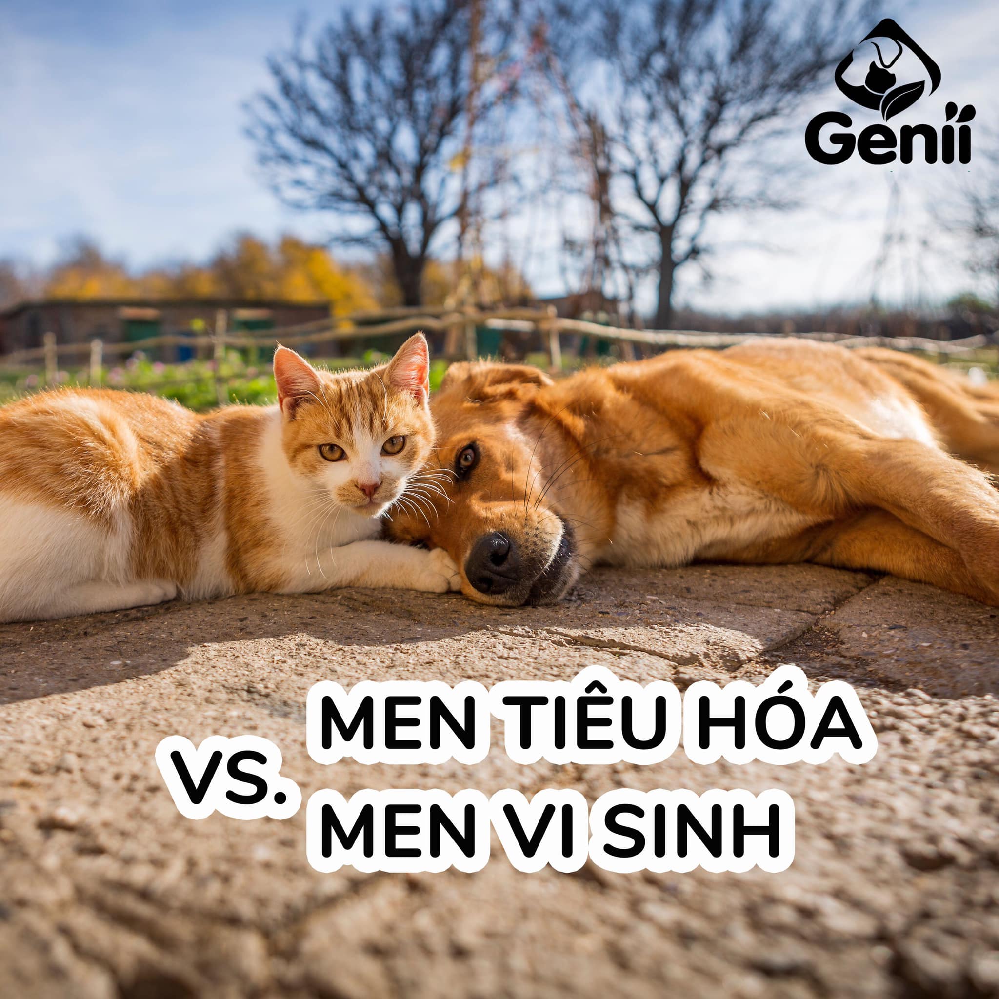 phân biệt men tiêu hoá và men vi sinh cho mèo