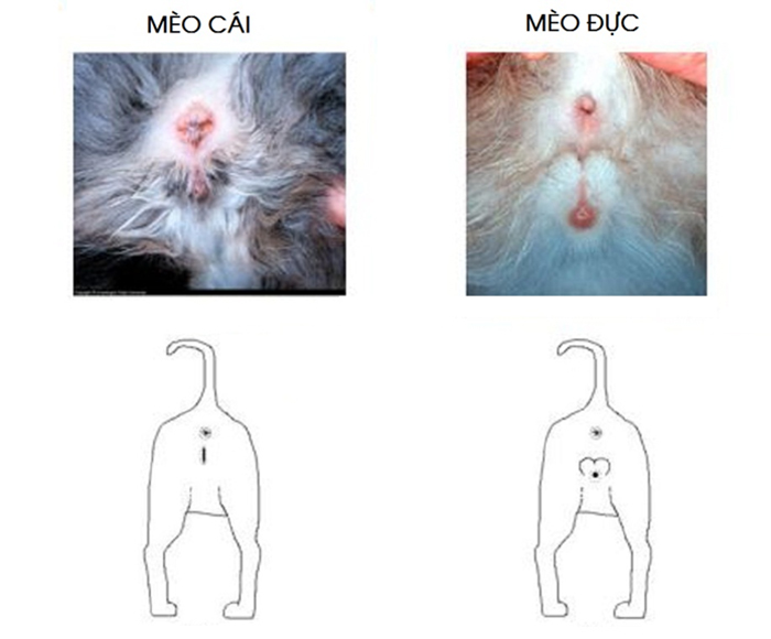 bộ phận sinh dục mèo 