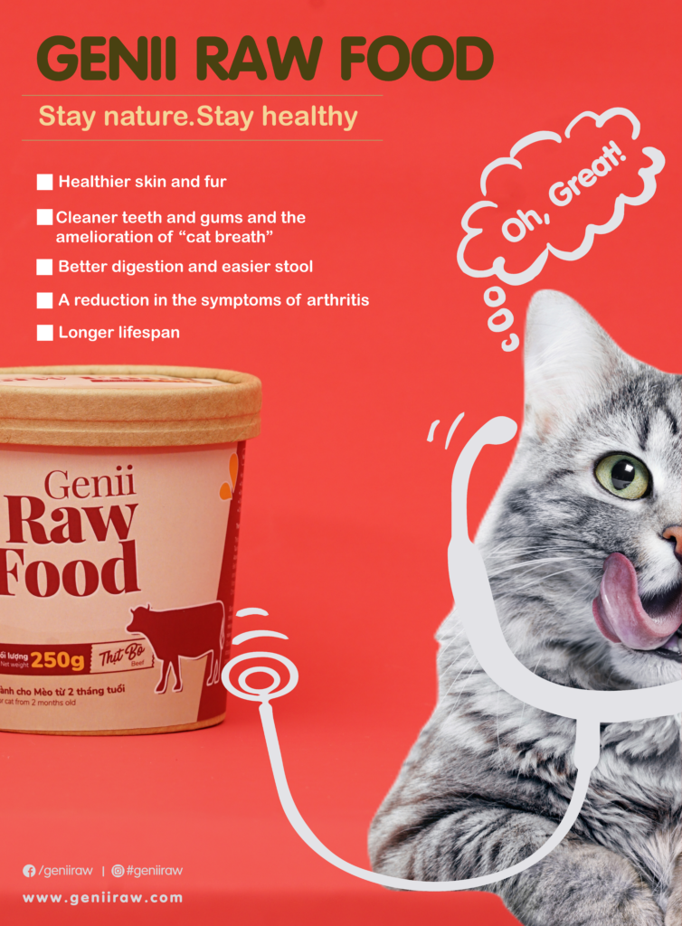mèo bị tiêu chảy nên ăn raw food